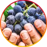Resveratrol