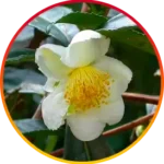 Camellia Sinensis