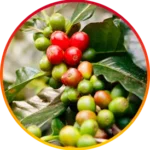 Chlorogenic Acid