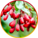 Berberine
